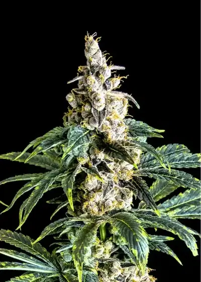 Zkittly Zi Zi by BulkSeedBank, Photoperiod cannabis strain