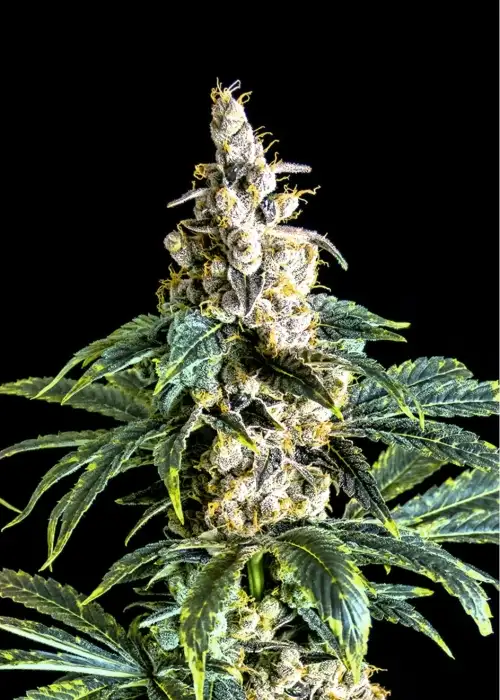 Zkittly Zi Zi by BulkSeedBank, Photoperiod cannabis strain