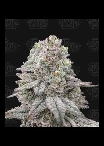 Znapple Fritter by Terp Treez Co., Photoperiod cannabis strain