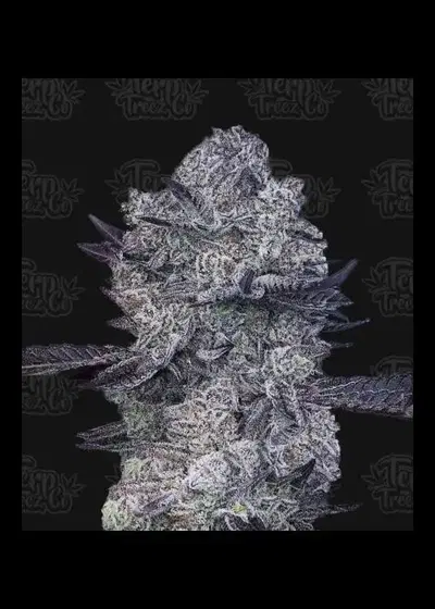 Zoap #39 by Terp Treez Co., Photoperiod cannabis strain