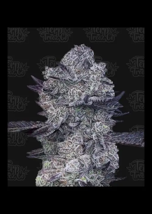 Zoap #39 by Terp Treez Co., Photoperiod cannabis strain