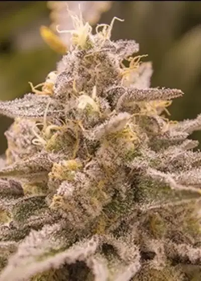 ZOD by Moxie 710, Photoperiod cannabis strain