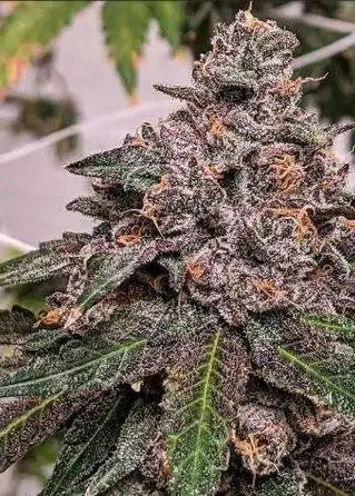 Zoda by Umami Seed Co, Photoperiod cannabis strain