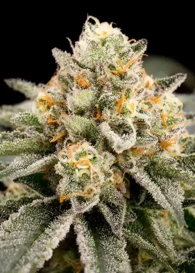 Zombie Bride by Ripper Seeds, Photoperiod cannabis strain