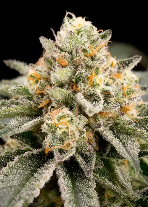 Zombie Bride by Ripper Seeds, Photoperiod cannabis strain