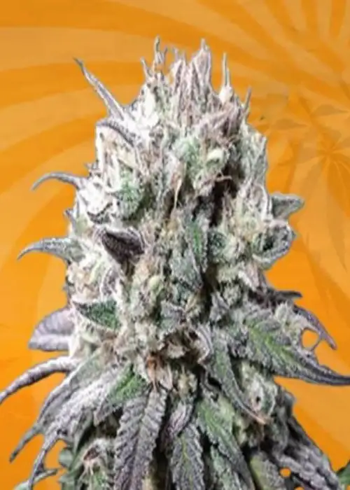 Zombie D.F. by Sunwest Genetics, Photoperiod cannabis strain