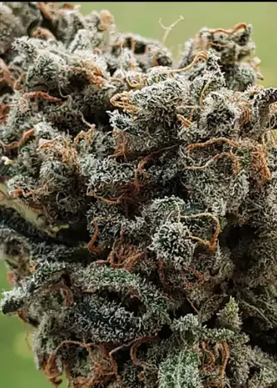 Zombie Death Fuck by Dr. Seeds, Photoperiod cannabis strain