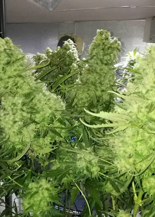 Zombie Haze Auto by Sumo Seeds, Autoflower cannabis strain