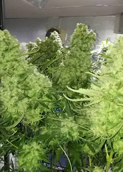 Zombie Haze by Sumo Seeds, Photoperiod cannabis strain