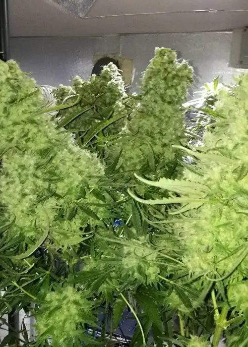 Zombie Haze by Sumo Seeds, Photoperiod cannabis strain