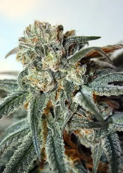 Zombie Kush by Ripper Seeds, Photoperiod cannabis strain