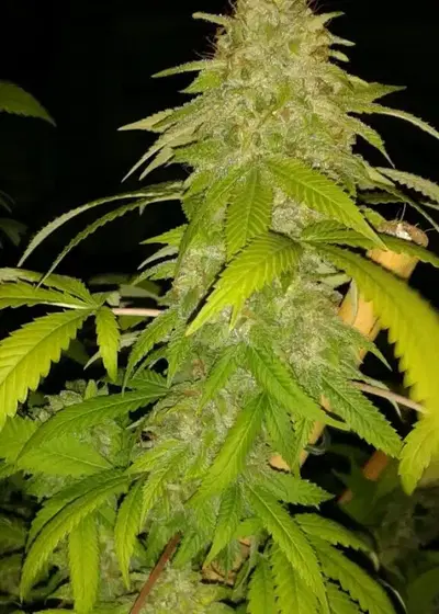Zombie Virus by Lineage Genetics, Photoperiod cannabis strain