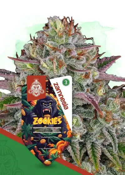 Zookies Automatic by Zamnesia Seeds, Autoflower cannabis strain