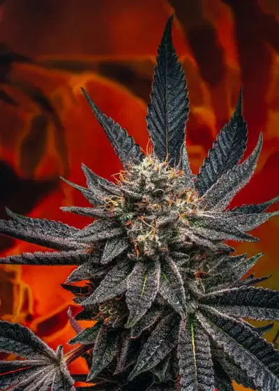 Zookies by Zamnesia Seeds, Photoperiod cannabis strain