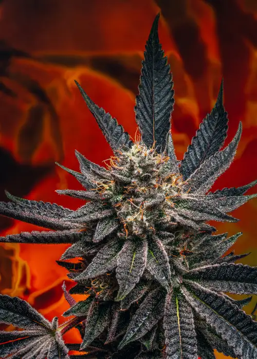 Zookies by Zamnesia Seeds, Photoperiod cannabis strain