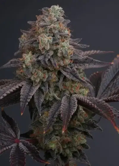 Zowahh by Karma Genetics, Photoperiod cannabis strain
