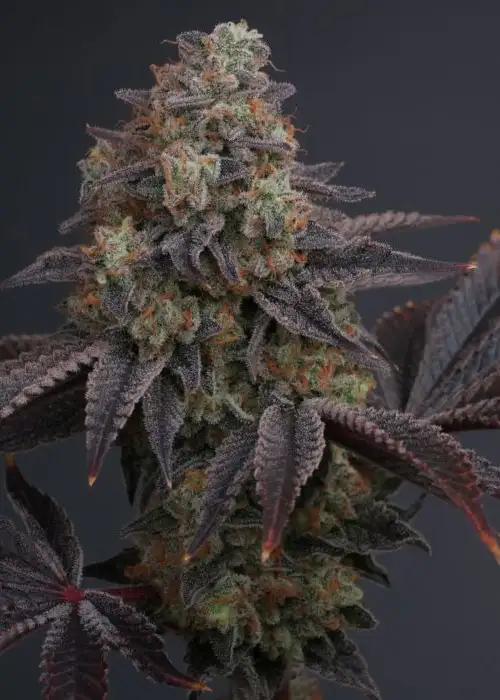 Zowahh by Karma Genetics, Photoperiod cannabis strain