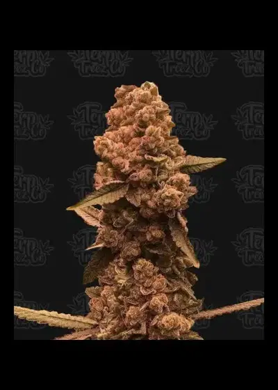 Ztrawberry Fizz by Terp Treez Co., Photoperiod cannabis strain