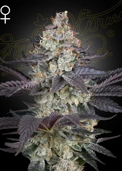 Ztrawberry cannabis strain
