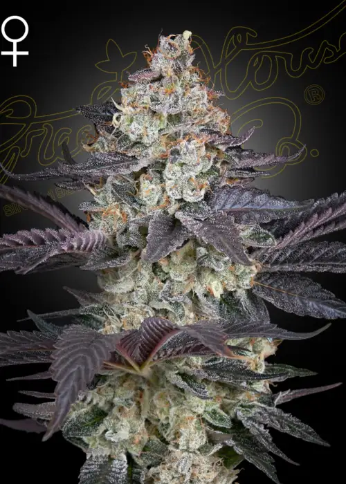 Ztrawberry by Green House Seed Co., Photoperiod cannabis strain