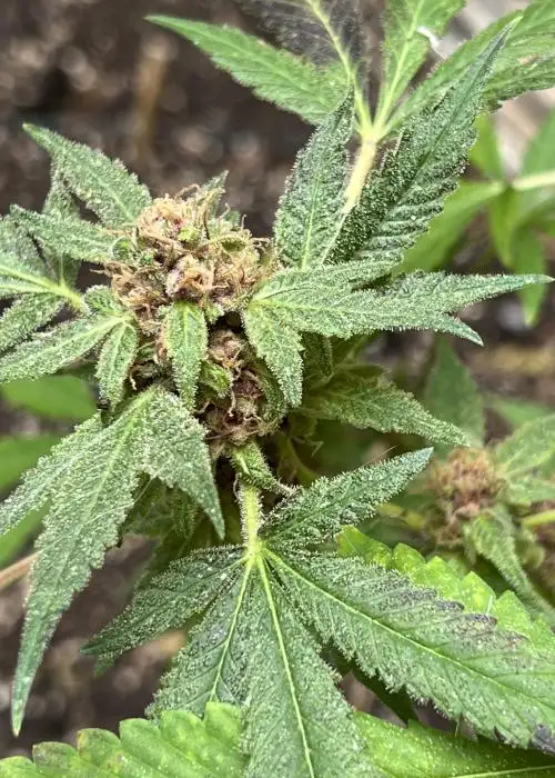 Zukua by Bask Triangle Farms, Photoperiod cannabis strain