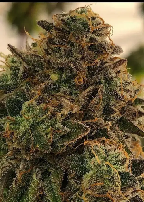 Zummy Bearz by SinCity Seeds, Photoperiod cannabis strain