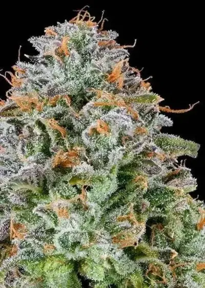 Zunami by Grounded Genetics, Photoperiod cannabis strain