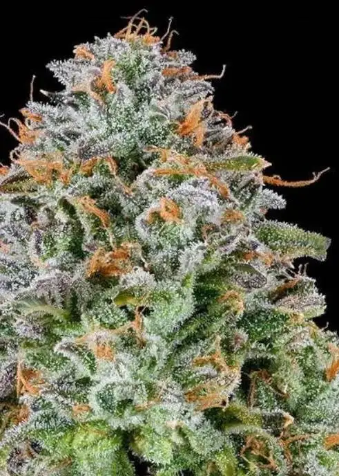 Zunami by Grounded Genetics, Photoperiod cannabis strain