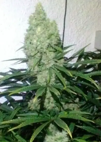 Zupreme by The Plug Seedbank, Photoperiod cannabis strain