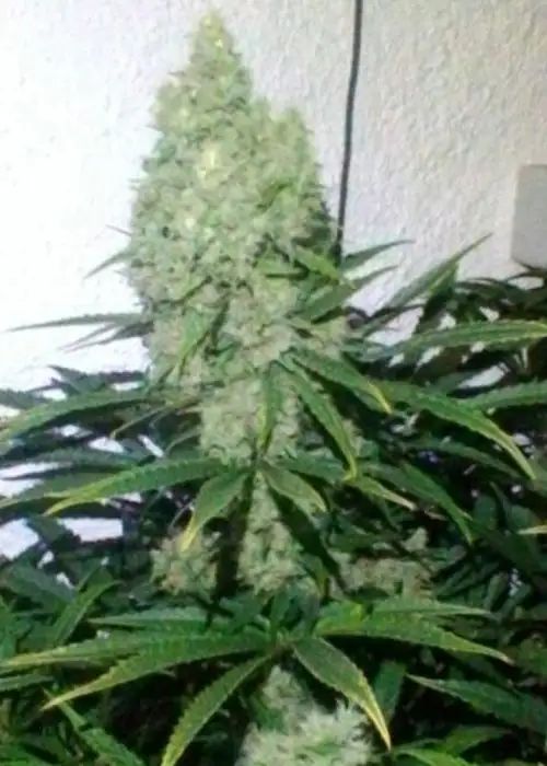 Zupreme by The Plug Seedbank, Photoperiod cannabis strain