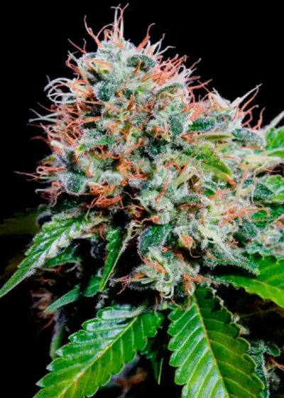 Zuri Widow by Genehtik, Photoperiod cannabis strain