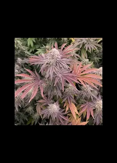 Zurple Punch BX by In House Genetics, Photoperiod cannabis strain