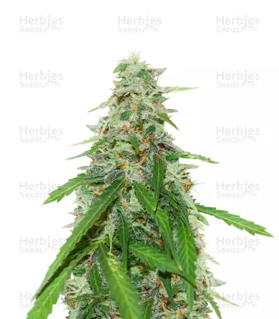 Gelato Cookie D’oh-Hope Auto by Dr. Krippling, Autoflower cannabis strain