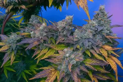 Gelato Pie by Bluedog Genetics cannabis strain