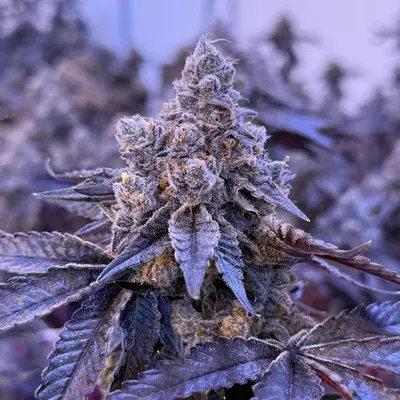 Gelo Belts by Red Eyed Weed Frog cannabis strain