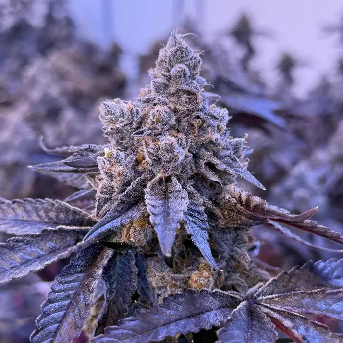Gelo Belts by Red Eyed Weed Frog cannabis strain