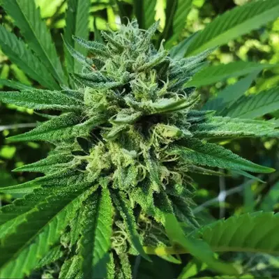 Ghost Candy by Geistgrow cannabis strain