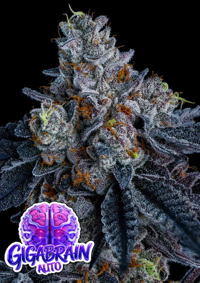 Giga Brain Auto by Anesia Seeds, Autoflower cannabis strain