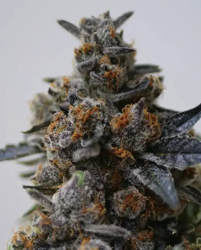 Glitter Box by Fuego Family Farms cannabis strain