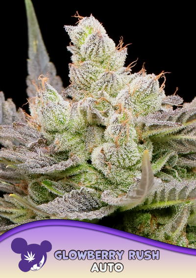 Glowberry Rush Auto by Anesia Seeds, Autoflower cannabis strain