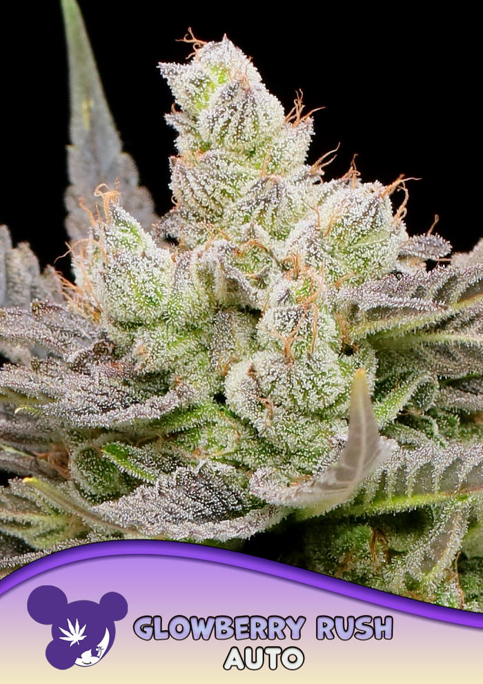 Glowberry Rush Auto by Anesia Seeds, Autoflower cannabis strain