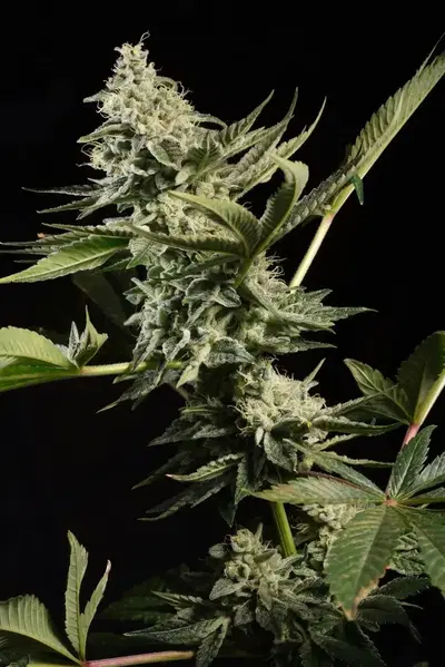 Glowstarz by Paradise Seeds, Photoperiod cannabis strain
