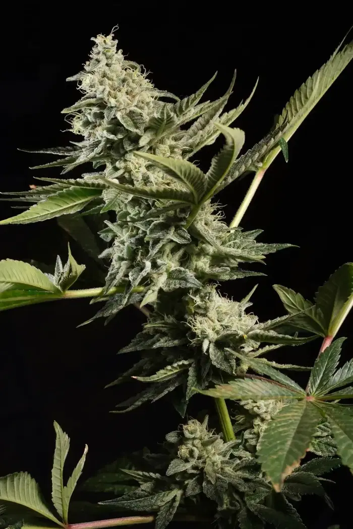 Glowstarz by Paradise Seeds, Photoperiod cannabis strain