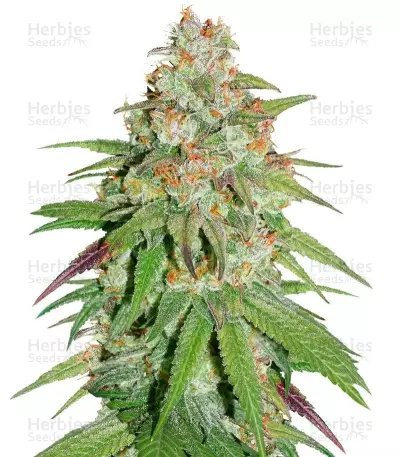 Glueberry OG by Canuk Seeds, Photoperiod cannabis strain
