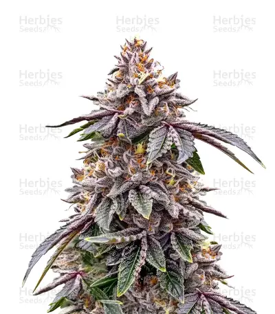GMO Cookies Auto by Ganja Farmer, Autoflower cannabis strain