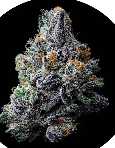 Gmz by Weeds The People cannabis strain