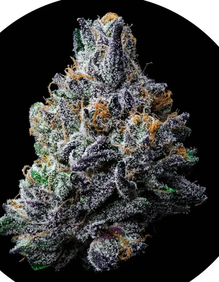 Gmz by Weeds The People cannabis strain