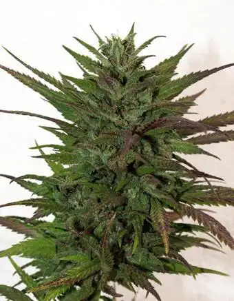 Godzilla by Cana De Espana cannabis strain