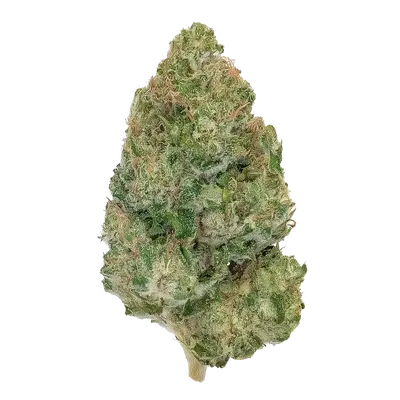 Golden Milk by High Grade Selections cannabis strain