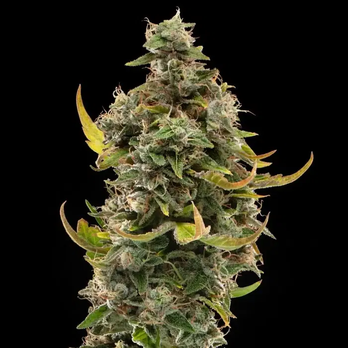 Golden State Banana by Golden State Banana cannabis strain